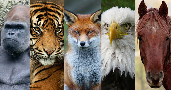 The Animal In You