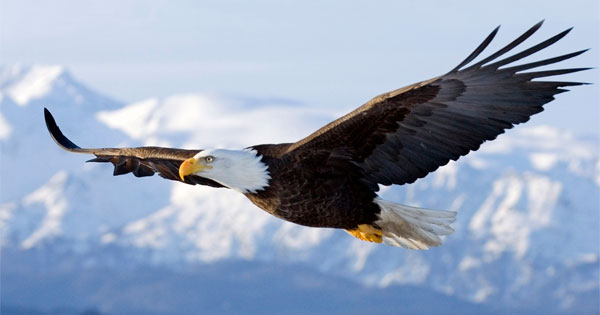 Soaring eagle spirit animal representing freedom vision and sharp focus