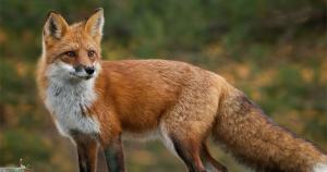 Fox