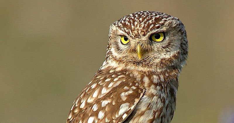 Person discovering their spirit animal is the wise and mysterious owl