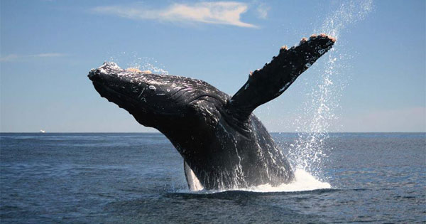 Person discovering their spirit animal is the majestic and wise whale