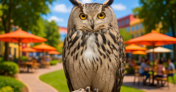 Owl