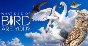 Find out what bird you are!